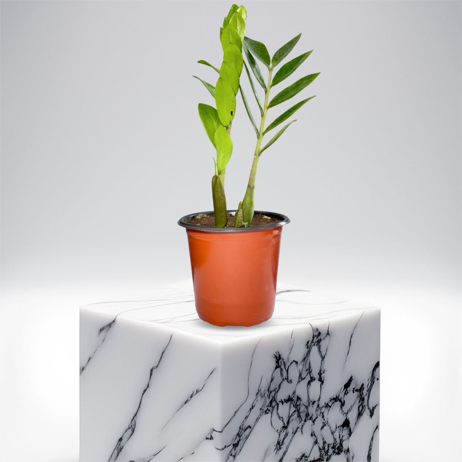 Z Z Plant